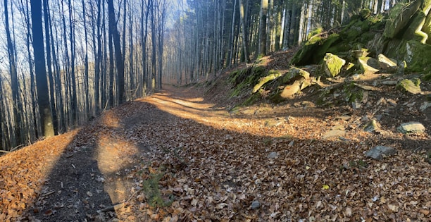 Soft earth-toned leaves scattered along a quiet nature trail under soft morning light.