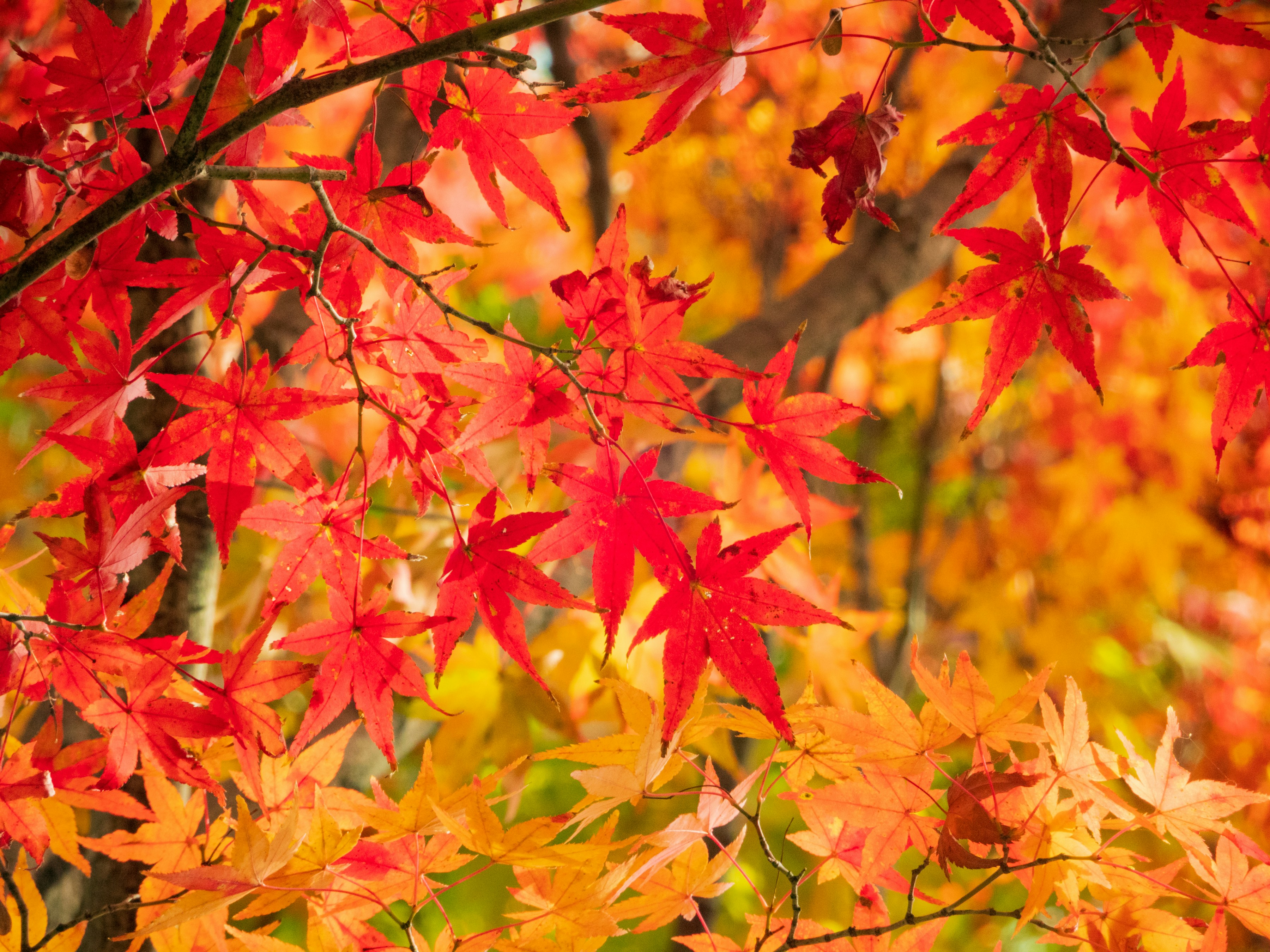 Photo by heppoko_yama