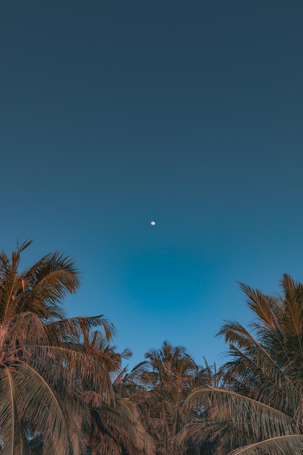 palm trees and a moon in a blue sky