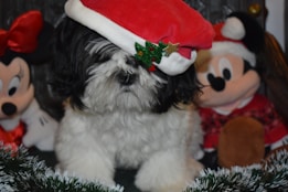 A fluffy black and white dog wearing a red Santa hat adorned with a green and gold decoration sits between two plush toys resembling cartoon characters wearing Christmas attire.