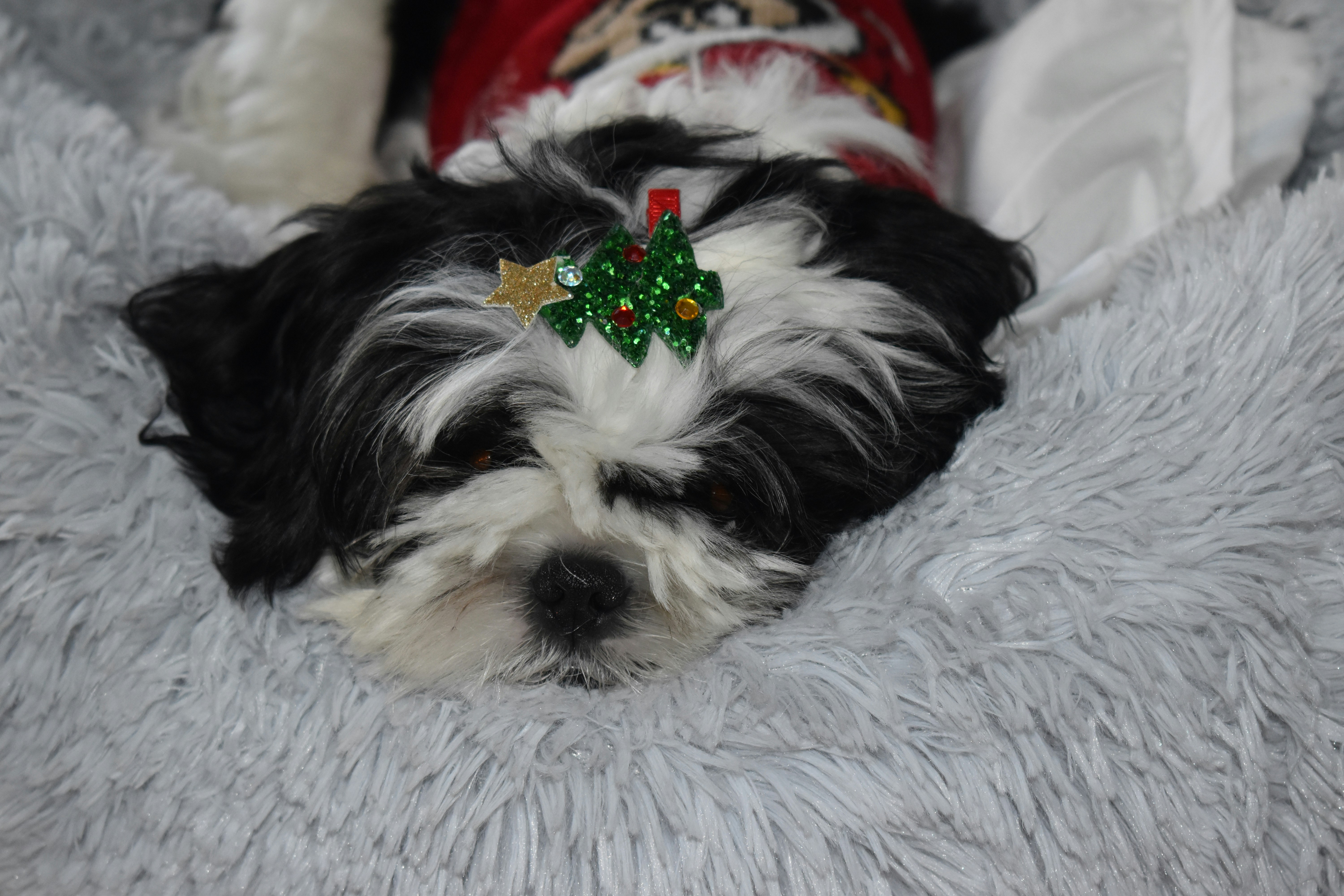 a black and white dog with a christmas tree on its head