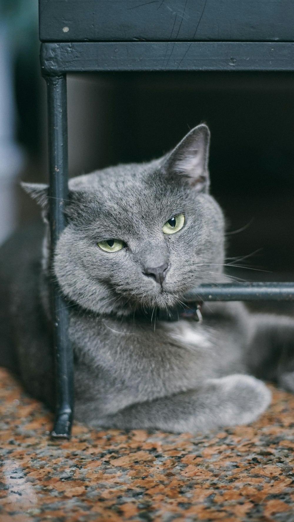 a gray cat is sitting under a table