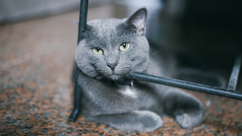 a gray cat laying on the ground next to a door