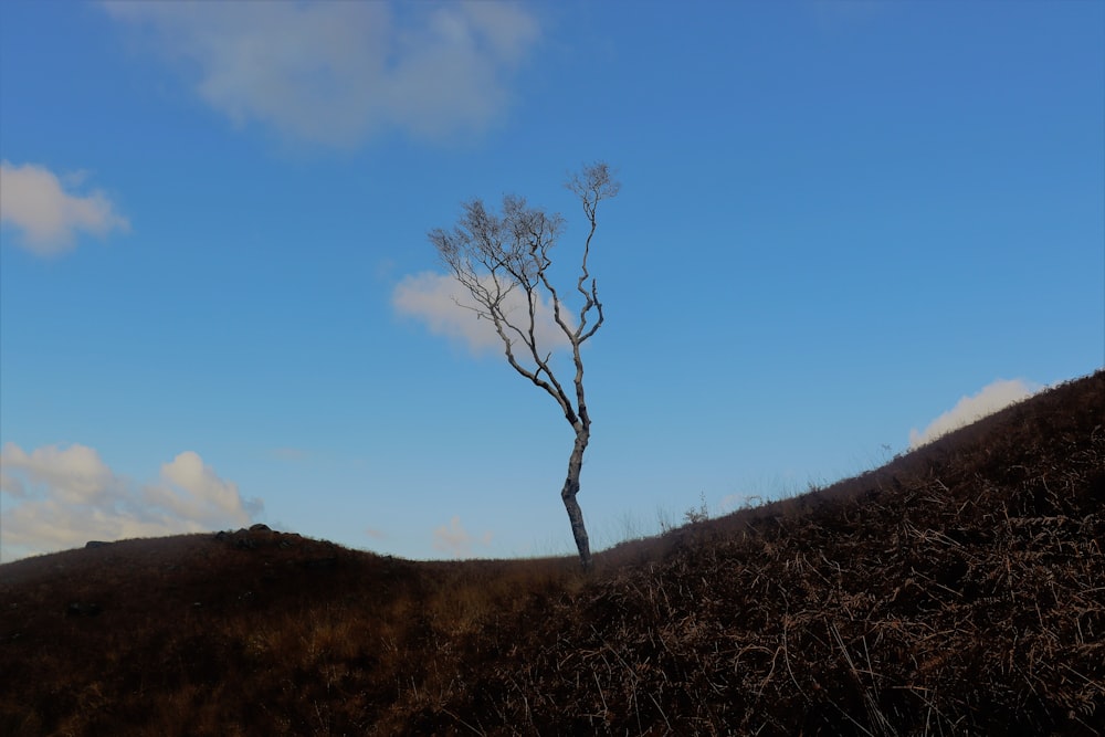 a lone tree on the side of a hill