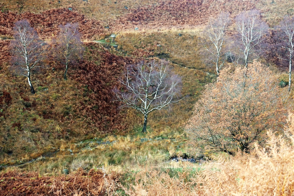 a group of trees that are in the grass