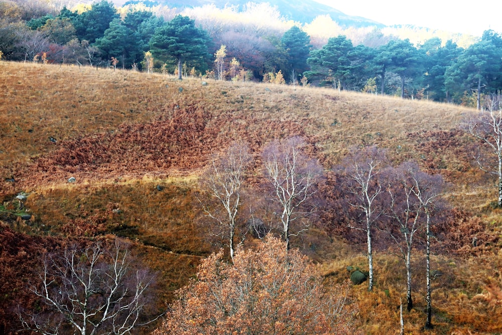 Une colline couverte de beaucoup d’arbres à côté d’une forêt