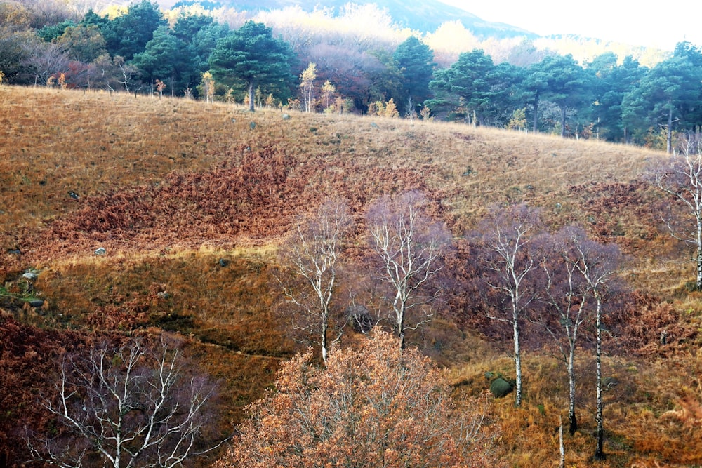 a hillside covered in lots of trees next to a forest