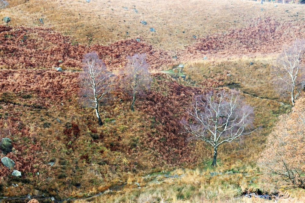 a herd of sheep grazing on a lush green hillside