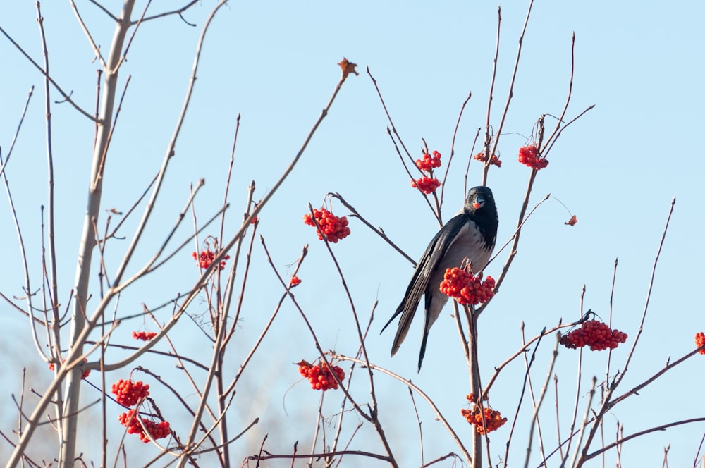 a black bird sitting on top of a tree filled with red berries