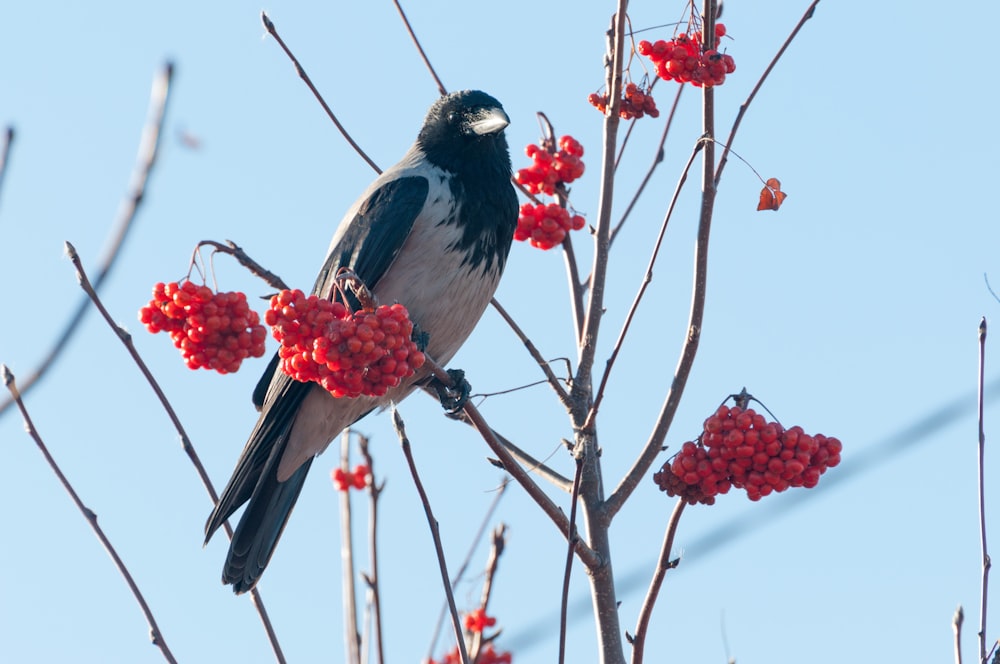 a black and white bird sitting on a branch of a tree