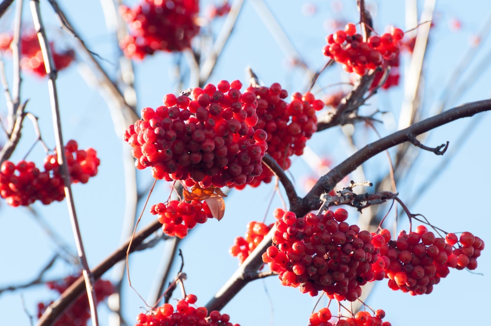 berries on a tree with blue sky in the background