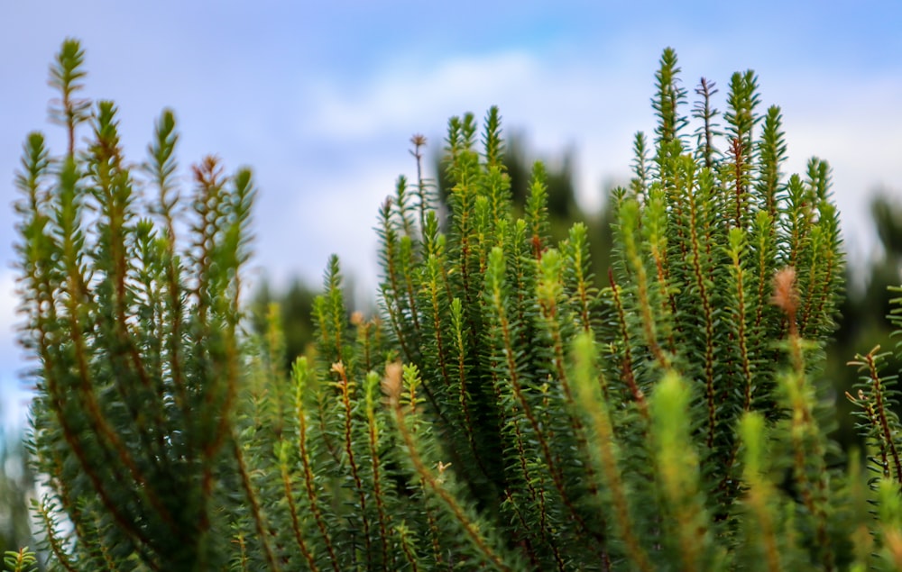 a close up of a bunch of pine trees