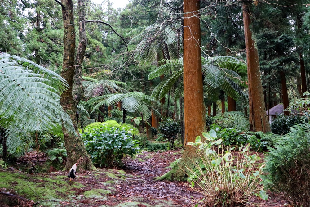 a forest filled with lots of trees and plants