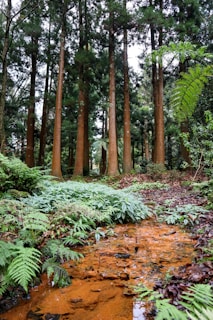 a stream running through a forest filled with lots of trees