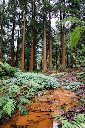 a stream running through a forest filled with lots of trees