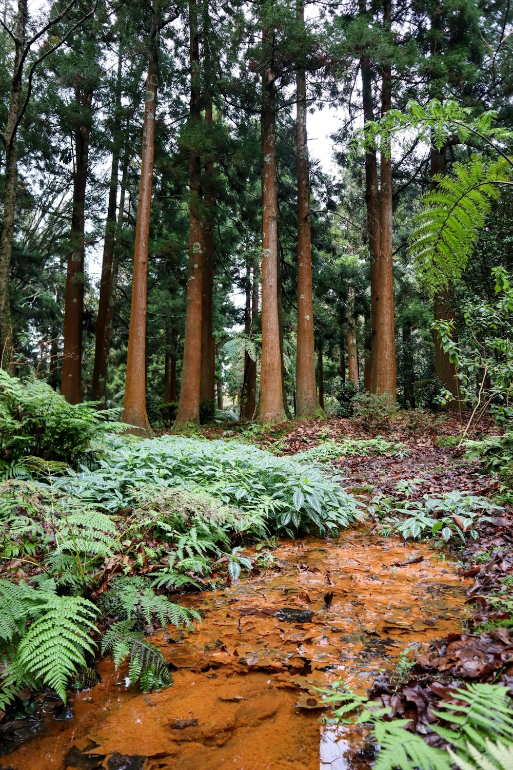 a stream running through a forest filled with lots of trees