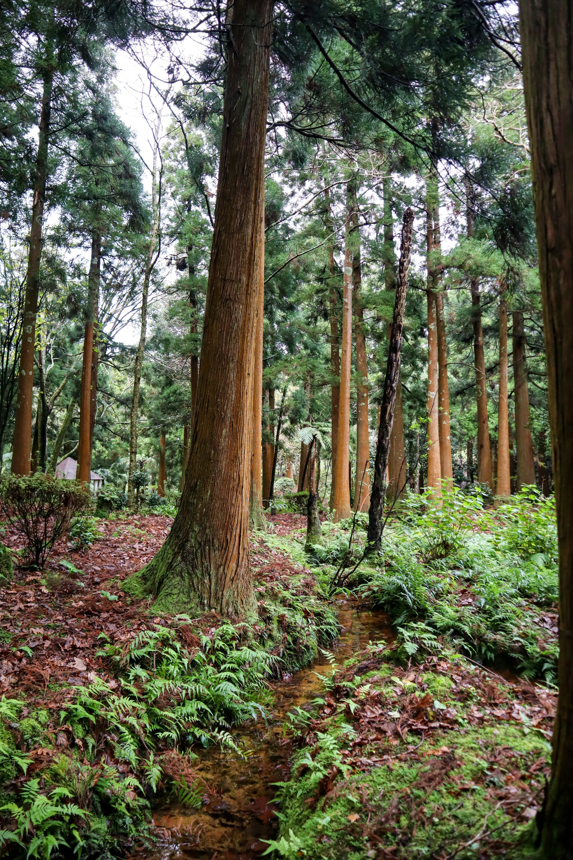 a path through a forest with lots of tall trees