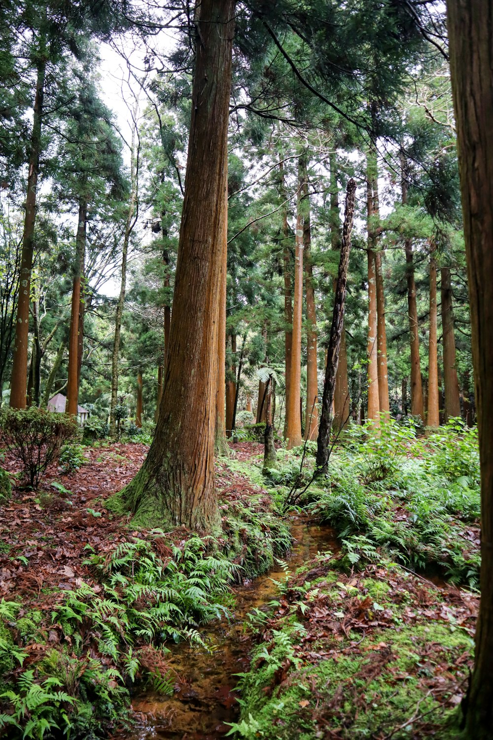 a path through a forest with lots of tall trees