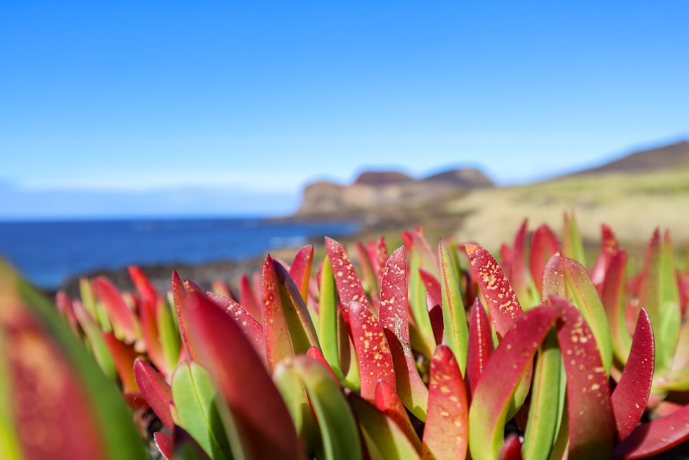 a close up of a flower with a body of water in the background