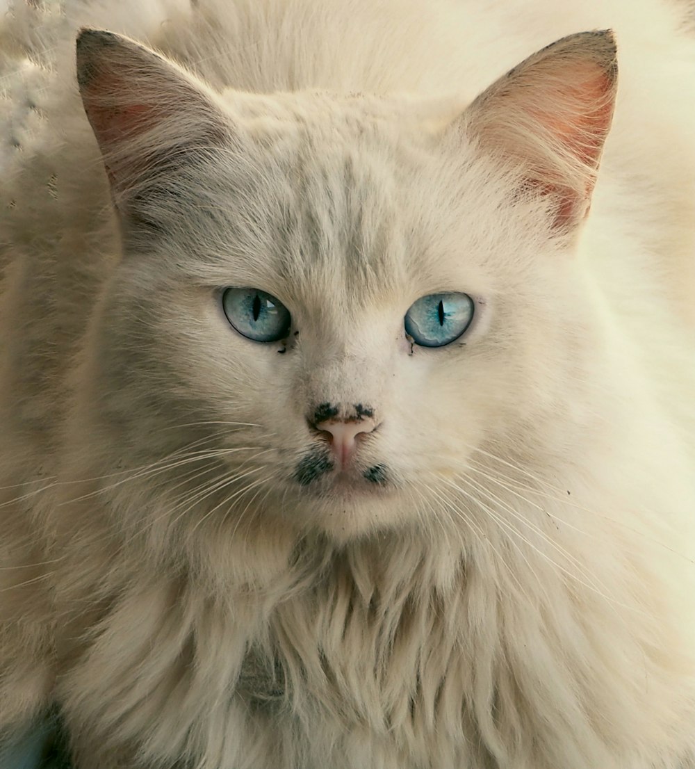 a white cat with blue eyes sitting down