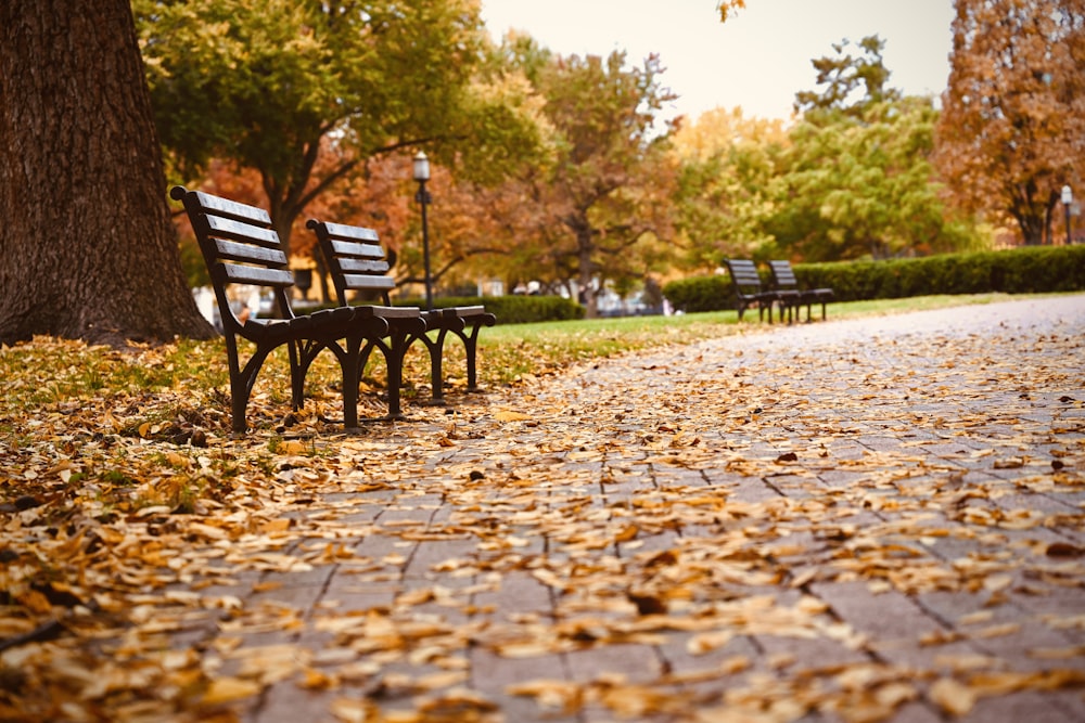 a row of park benches sitting next to a tree