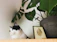 A happy cat with a shiny coat sitting on a wooden floor near a green plant.