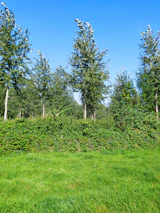 A well-maintained yard with trimmed shrubs and a freshly mowed lawn under a bright blue sky.