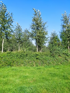 A serene landscape showcasing a well-maintained yard with vibrant greenery and a clear blue sky.