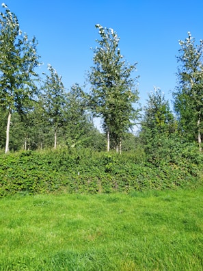 A lush green landscape with tall trees under a bright, clear blue sky. The foreground features a well-maintained lawn with dense shrubs and a line of trees extending into the background, creating a serene natural environment.
