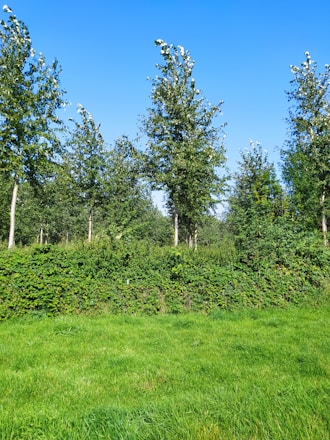 A lush, well-manicured lawn bordered by healthy shrubs under a clear blue sky.