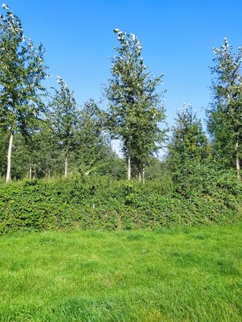A lush green landscape with tall trees under a bright, clear blue sky. The foreground features a well-maintained lawn with dense shrubs and a line of trees extending into the background, creating a serene natural environment.