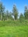 A lush green landscape with tall trees under a bright, clear blue sky. The foreground features a well-maintained lawn with dense shrubs and a line of trees extending into the background, creating a serene natural environment.