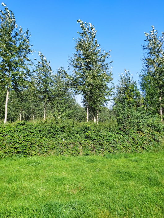 A well-maintained green lawn with mature trees under a clear sky