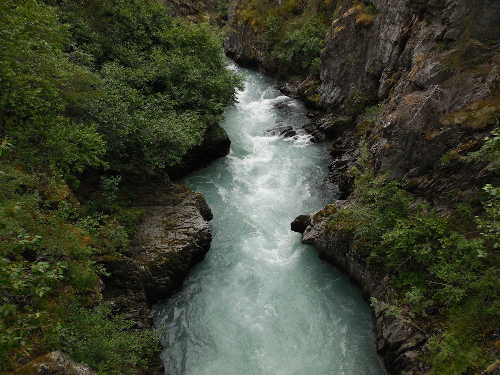 a river running through a lush green forest