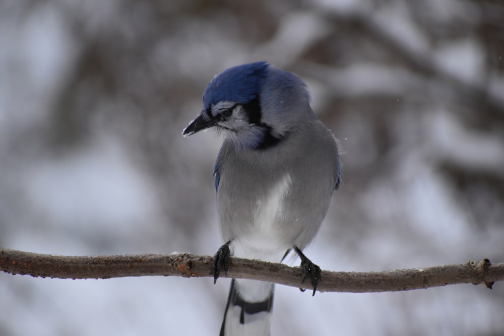 a blue and white bird sitting on a branch