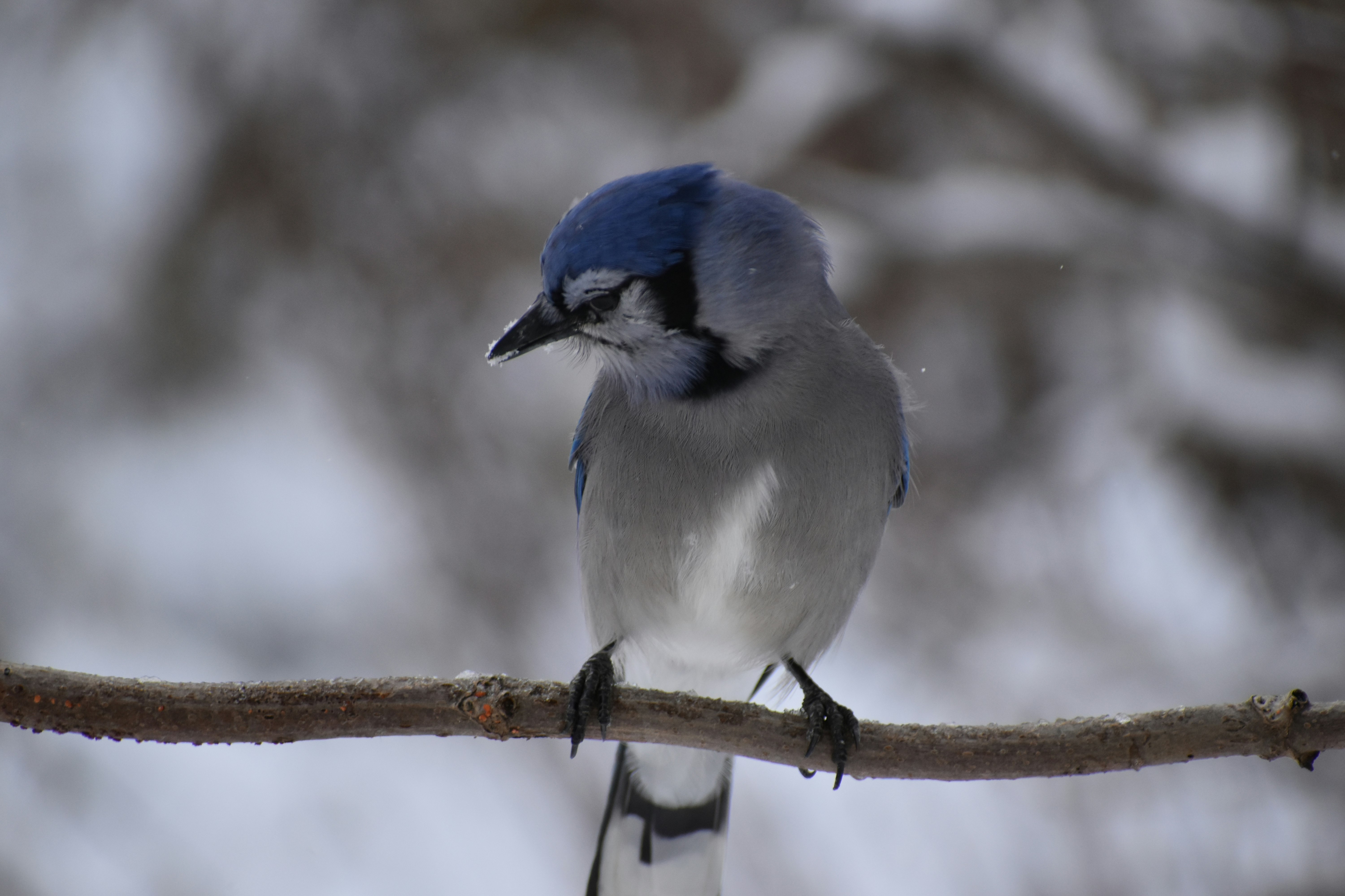 A blue jay on a branch, Sainte-Apolline, Québec, Canada