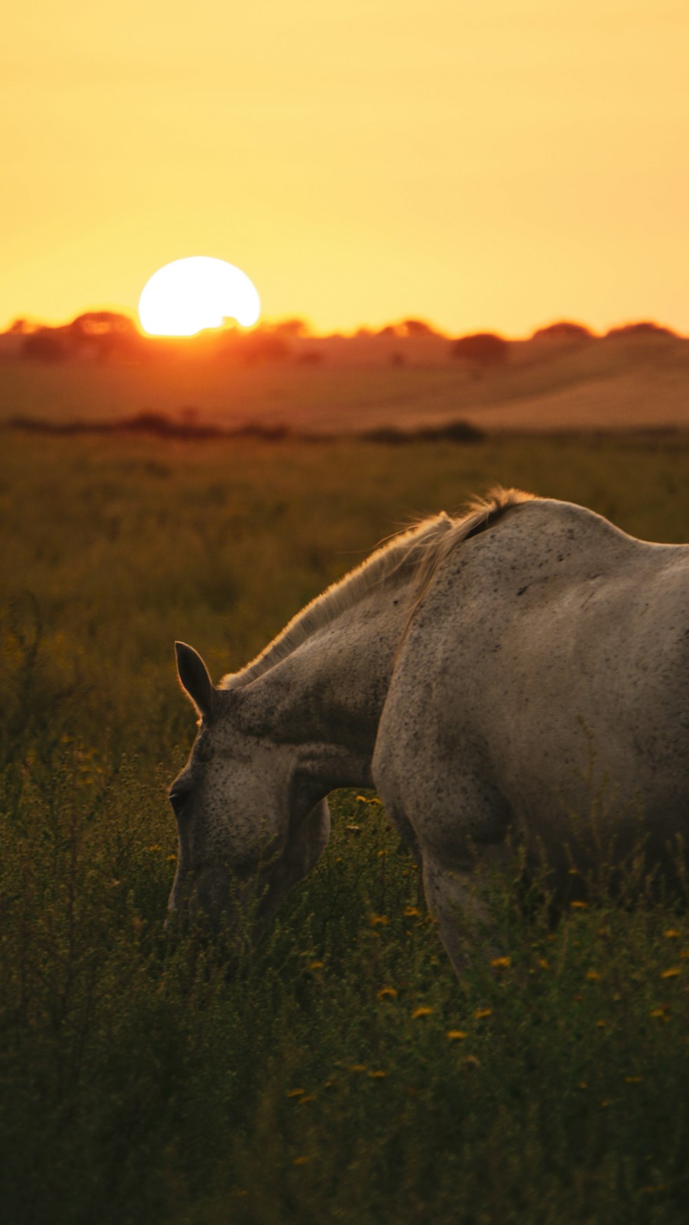 a white horse grazing in a field at sunset