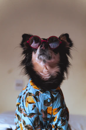 un perro pequeño con gafas de sol sobre una cama.
