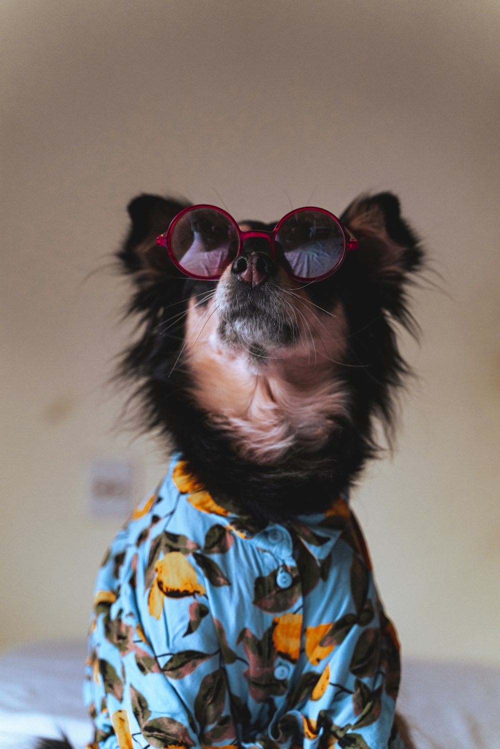 a small dog wearing sunglasses on top of a bed