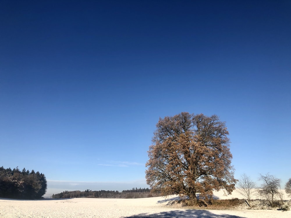 Un arbre solitaire au milieu d’un champ enneigé