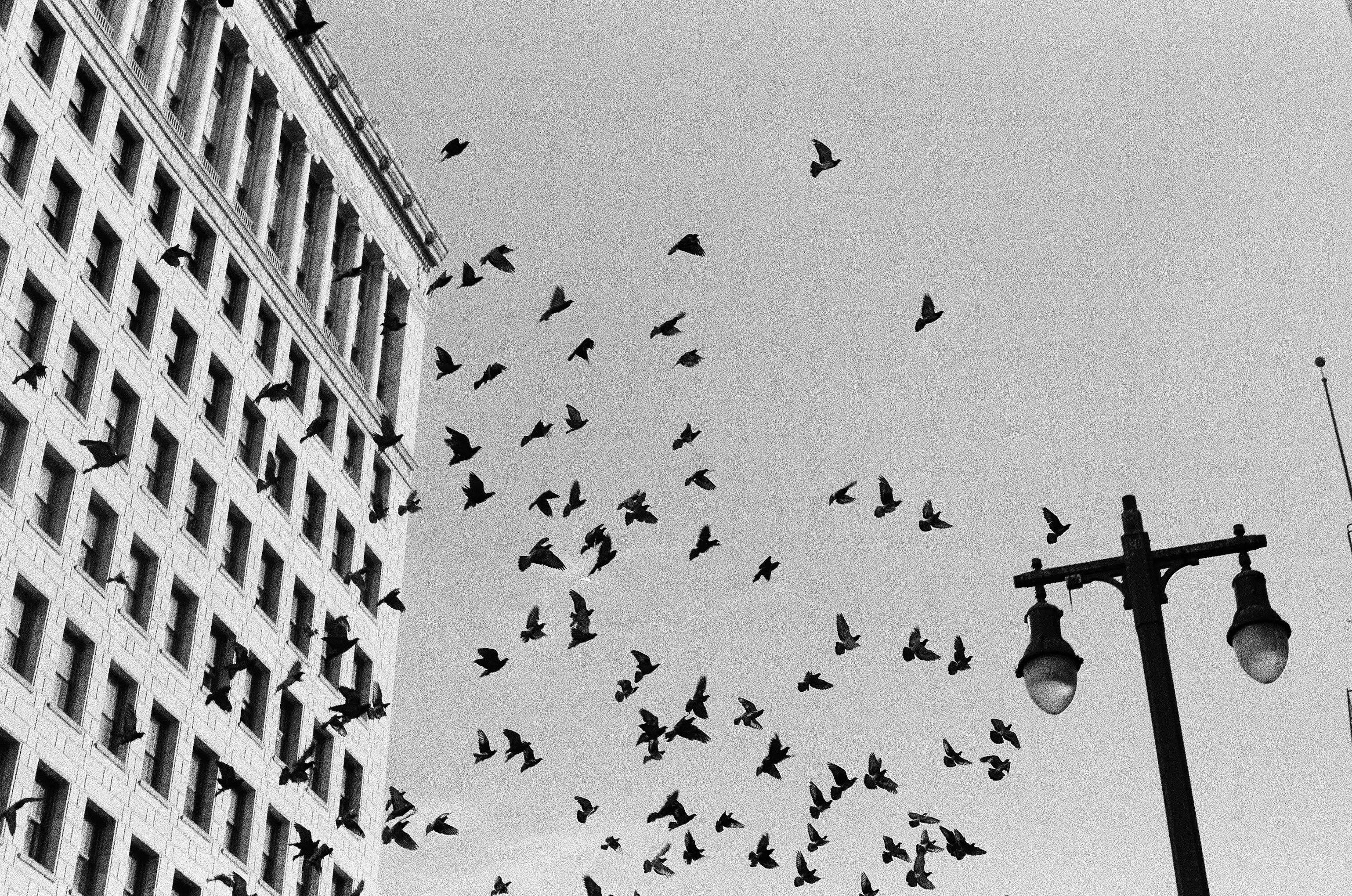 a flock of birds flying over a street light