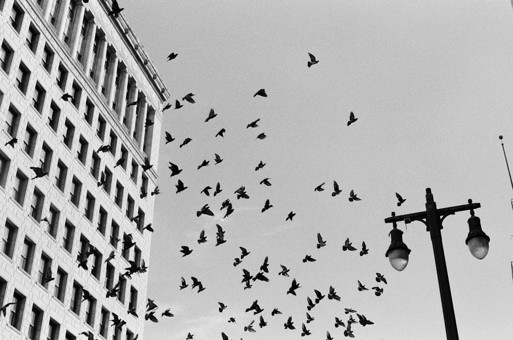 a flock of birds flying over a street light