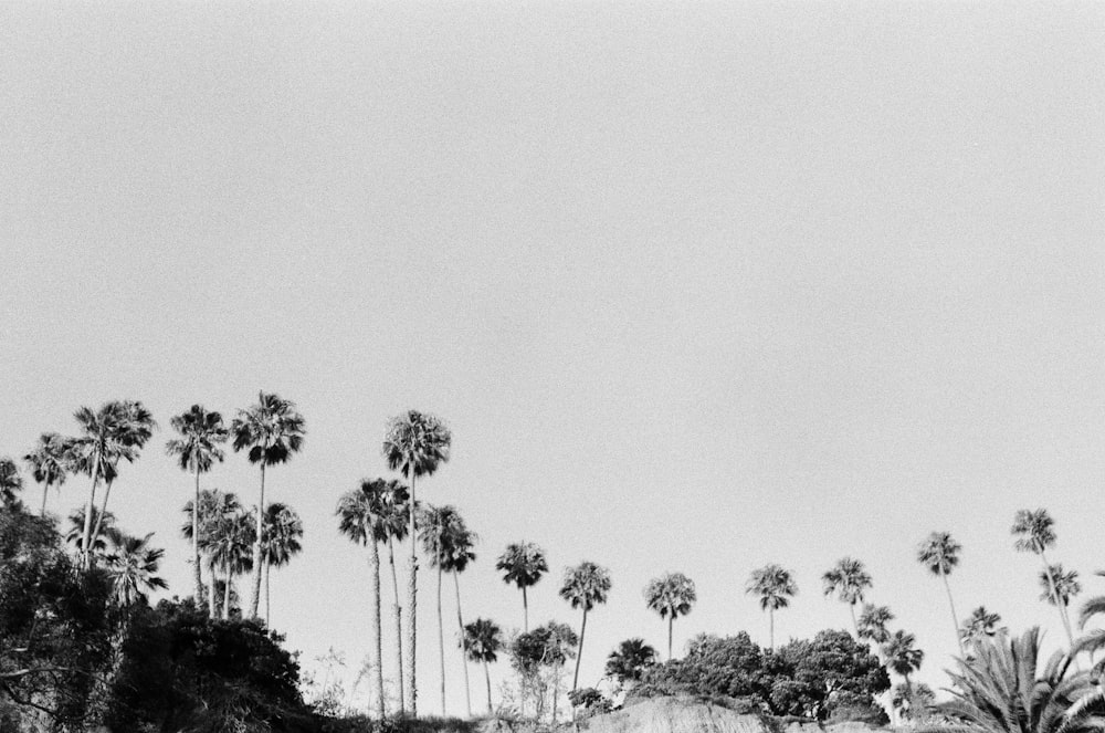 a black and white photo of palm trees