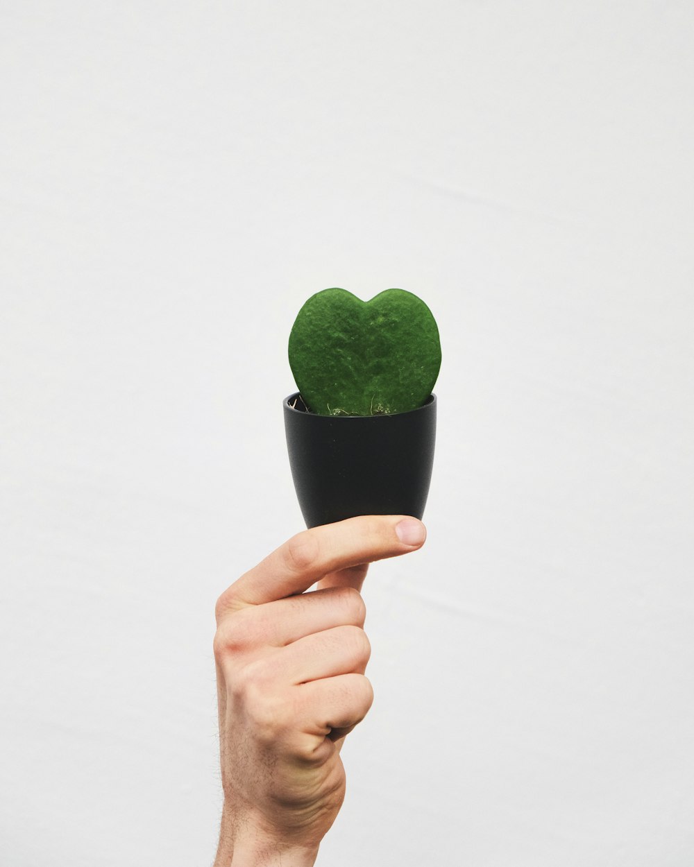 a hand holding a small green cactus in a black pot