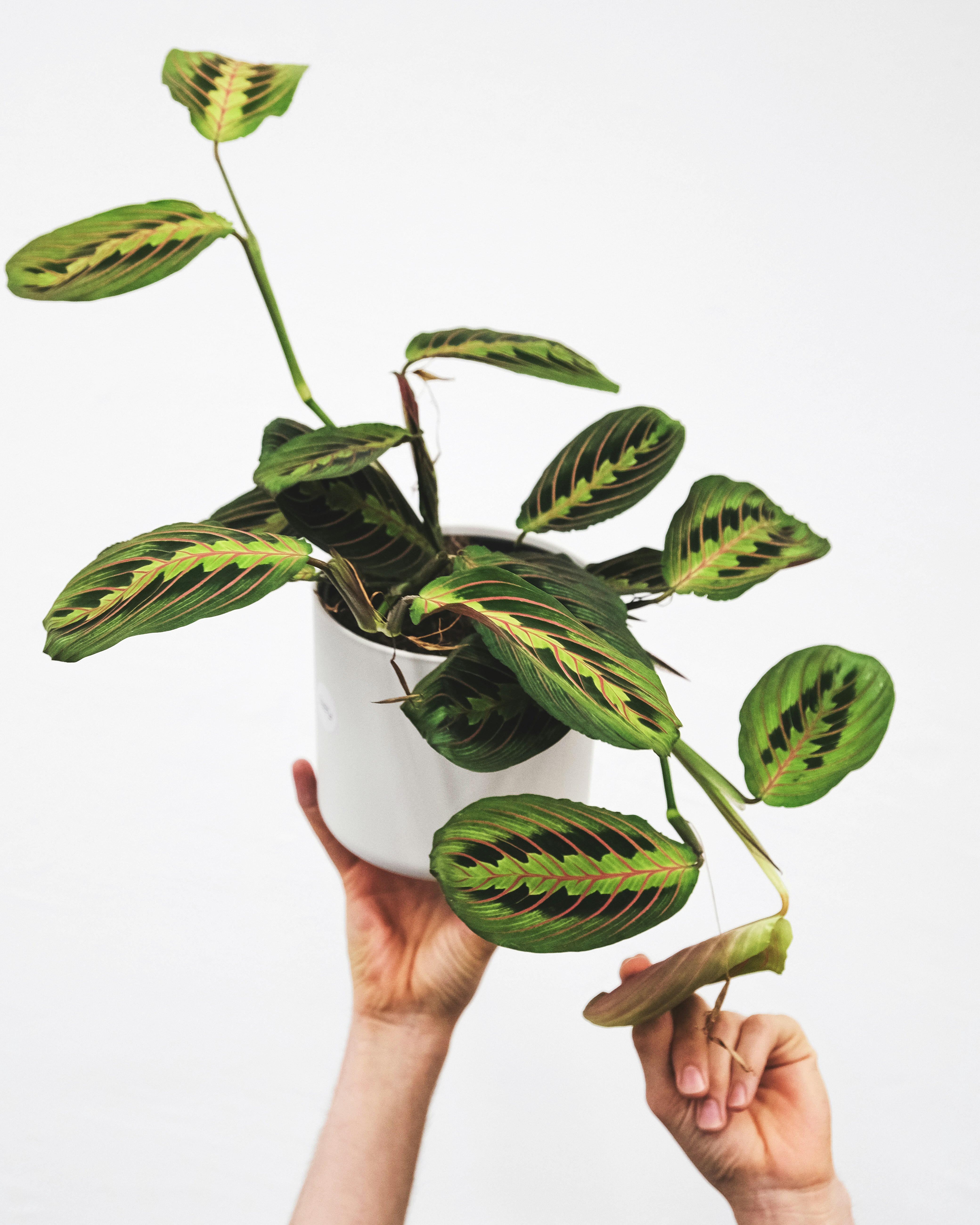 Hand holding up a maranta in a white pot