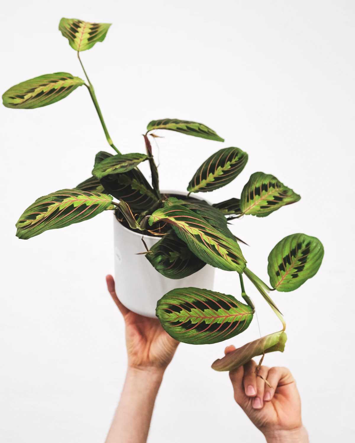 A small potted prayer plant held by hand — rattlesnake fares well as a floor-or-shelf specimen in average UK room conditions