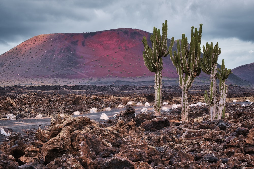 Un gruppo di alberi di cactus in una zona rocciosa
