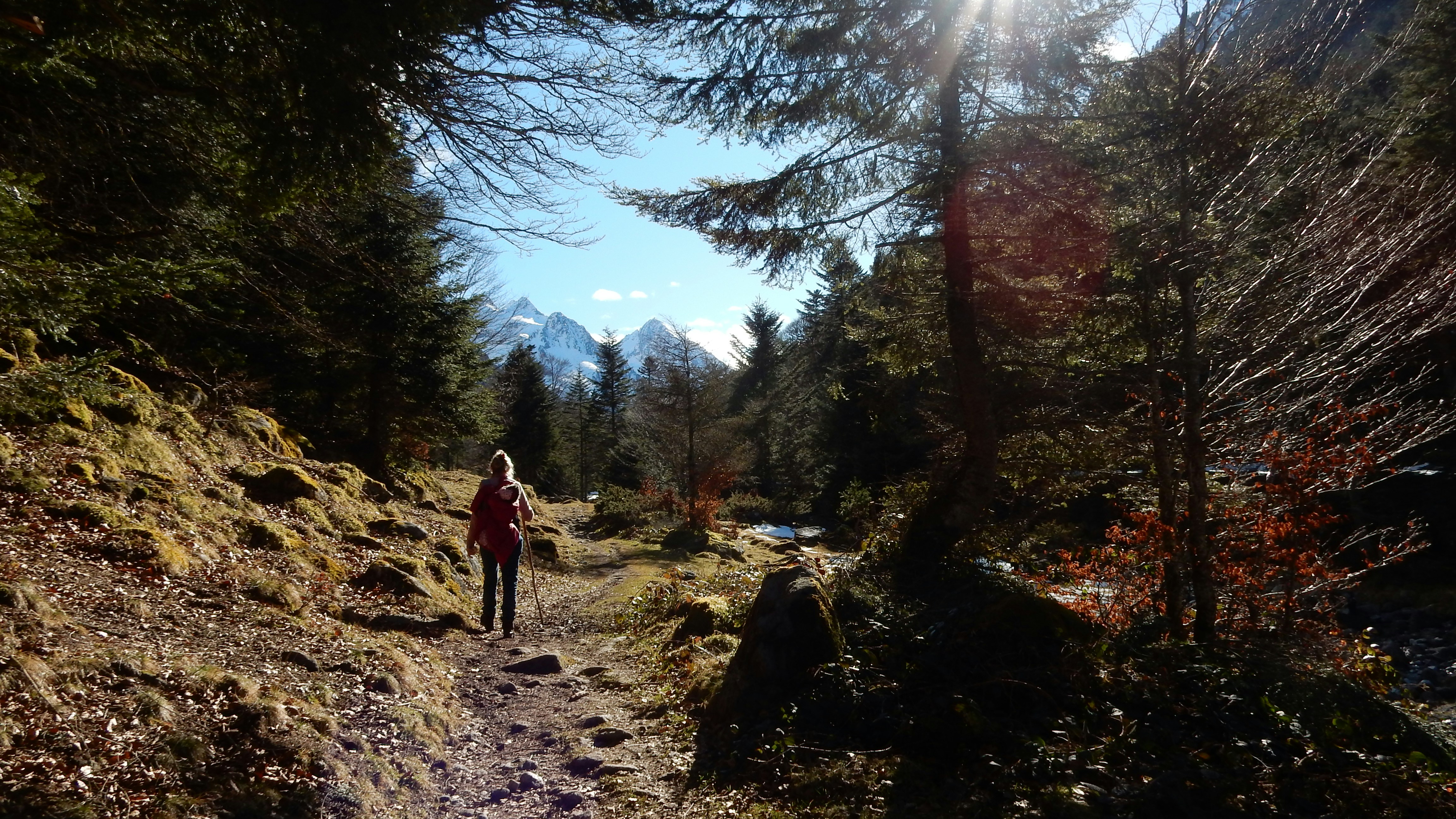 A person walking down a trail in the woods photo – Free Human Image on ...