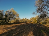 An olive grove with rows of neatly plowed earth is surrounded by trees on a sunny day. The sky is clear and blue, casting long shadows across the ground.