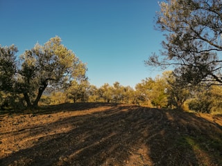 An olive grove with rows of neatly plowed earth is surrounded by trees on a sunny day. The sky is clear and blue, casting long shadows across the ground.